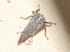 Lystridea