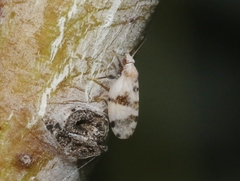 Euglyptoneura robusta