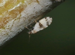 Euglyptoneura robusta