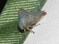 Telonaca ramona