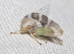 Cyrtolobus vanduzii