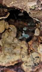 Chlorosplenium chlora