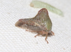 Telonaca ramona