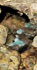 Chlorosplenium chlora