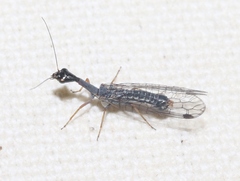 Alena distincta