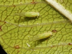 Trioza bakeri