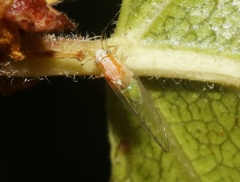 Trioza bakeri