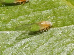 Trioza bakeri