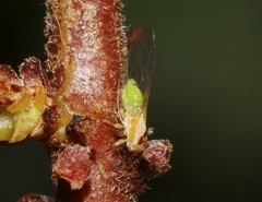 Trioza bakeri