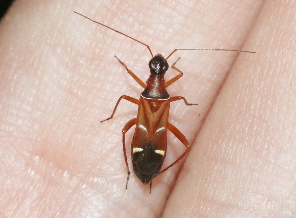 Cyphopelta