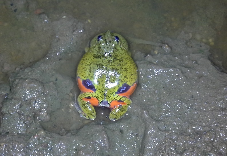 Colombian Four-Eyed Frog