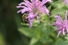 Anthophora walshii