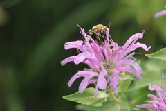 Anthophora walshii