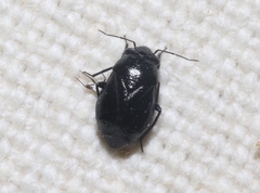 Slaterocoris