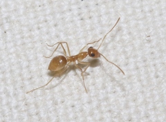 Myrmecocystus