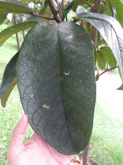 Ficus tequendamae