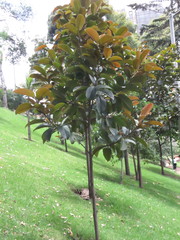 Ficus tequendamae