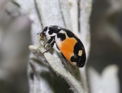 Hippodamia apicalis