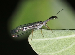 Alena distincta