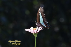 Graphium sarpedon luctatius