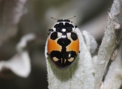 Hippodamia apicalis