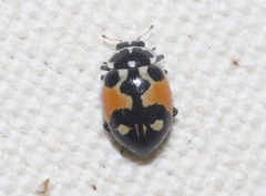 Hippodamia apicalis