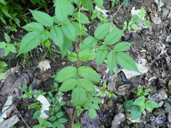 Rubus probus