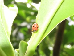 Mulsantina mexicana