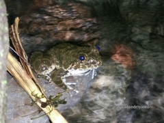 Limnonectes kuhlii