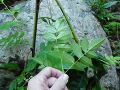 Rubus probus