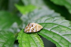 Ricania quadrimaculata