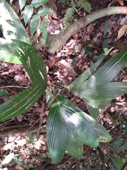 Astrocaryum mexicanum