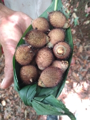 Astrocaryum mexicanum