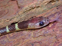 Lycodon subannulatus