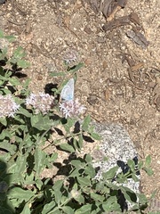 Plebejus anna