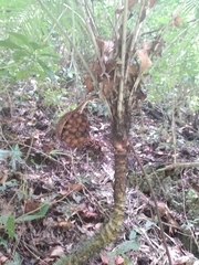 Astrocaryum mexicanum