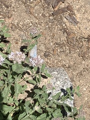 Plebejus anna