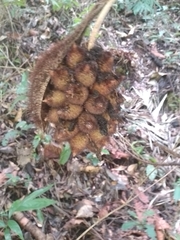 Astrocaryum mexicanum