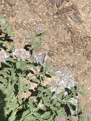 Plebejus anna