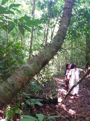 Astrocaryum mexicanum