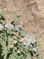 Plebejus anna