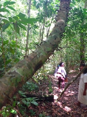 Astrocaryum mexicanum