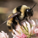 Nevada Bumble Bee - Photo (c) Liz Osborn, some rights reserved (CC BY-NC), uploaded by Liz Osborn