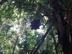 Astrocaryum mexicanum