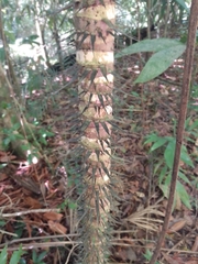 Astrocaryum mexicanum