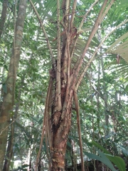 Astrocaryum mexicanum