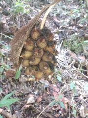 Astrocaryum mexicanum