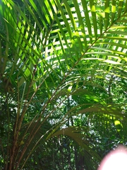 Astrocaryum mexicanum