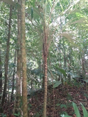 Astrocaryum mexicanum