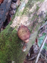 Astrocaryum mexicanum